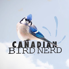 Regardez Mountain View Bird Feeder Live Cam Alberta en direct