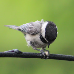 Ohio Bird Feeder Cam in 4K