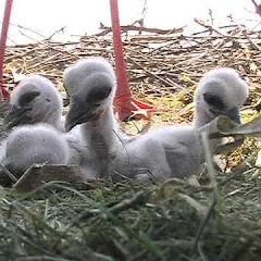Regardez Kirchzarten Stork Nest Live Webcam en direct